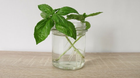 Stecklinge von Kräutern, z.B. Basilikum, lassen sich einach in einem Wasserglas nachziehen und vermehren.