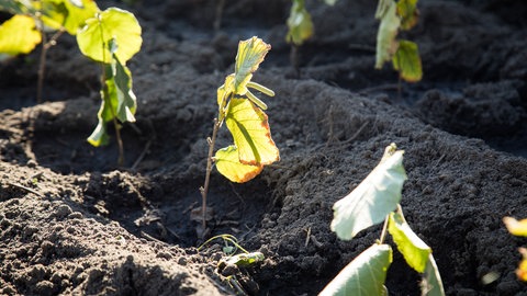 Pflanzen wie die Haselnuss lassen sich durch Absenker und späteres Einsetzen der Stecklinge vermehren.