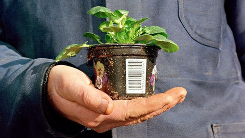 Ein Gärtner hält eine frisch getopfte Jungpflanzen für den Verkauf in seinen Händen.