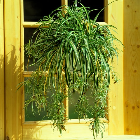 Grünlilie  (Chlorophytum comosum) - Die Kindel an den langen Trieben lassen sich gut verwenden, wenn man die Pflanze vermehren will.