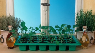 Junge Gemüsepflanzen in einer Anzuchtschale auf einer Fensterbank.