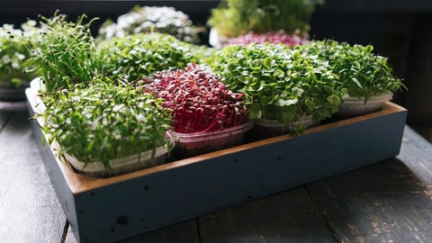 Verschiedene bunte Keimsprossen-Töpfchen, die in einer Holzbox auf einer Fensterbank stehen.
