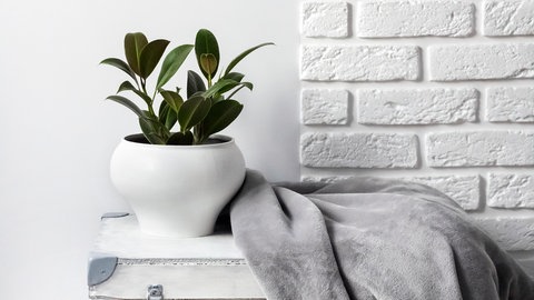 Ein Gummibaum auf einer weißen Kiste: Mit etwas Pflege und einem gut gewählten Standort kommen die grünen Blätter voll zur Geltung.