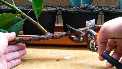 Ein Gummibaum lässt sich leicht in Form schneiden. Mit den abgeschnittenen Ästen und Blättern lassen sich leicht Ableger ziehen.