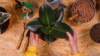 Pflege für Gummibaum: Hände berühren einen Gummibaum, der auf einem Tisch steht. Darum herum liegen Gartenwerkzeuge