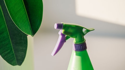 Zur richtigen Pflege darf man den Gummibaum nur mäßig gießen und die Blätter bei Bedarf mit Wasser bestäuben.