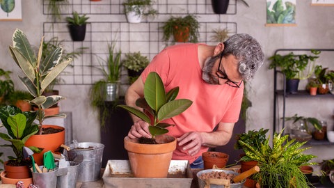 Ableger vom Schneiden können, wenn sie im Wasser gewurzelt haben, als Ableger neue kleine Gummibäume ergeben.