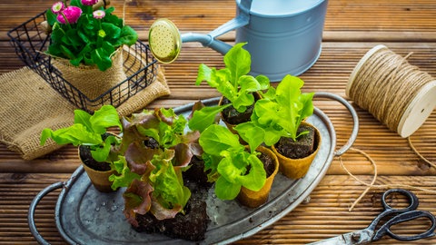 Umweltfreundliche Jute, Hanfseile, Gießkannen aus Metall, Töpfe aus Pappe oder Papier: plastikfreies Gärtnern schont die Gesundheit.
