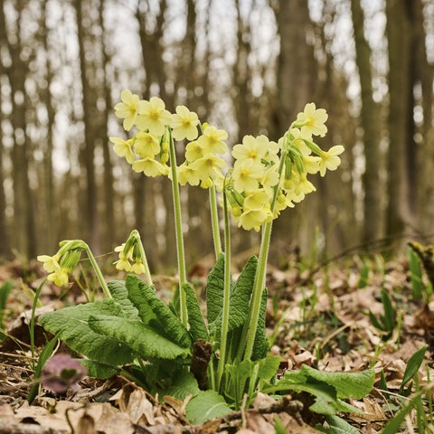 Eine langstielige Blume mit kleinen gelben Blüten, die Schlüsselblume oder Primel, steht im Wald.