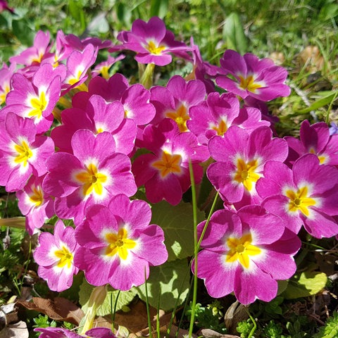 Ein pinke Primel, die Kissenprimel, wächst auf Rasen und blüht.