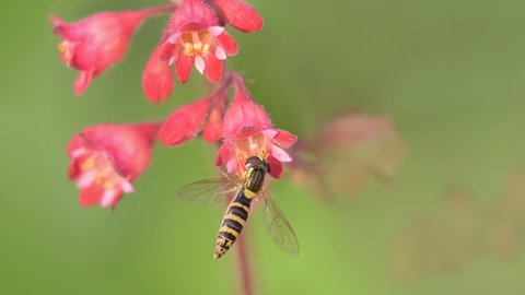 Purpurglöckchen (Heuchera), eine Staude mit ihren Blüten. Daran fliegt eine gewöhnliche Langbauchschwebfliege (Sphaerophoria scripta).