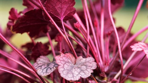 Staude Purpurglöckchen (Heuchera) mit dem Namen "Plum Pudding" mit roten Blättern.