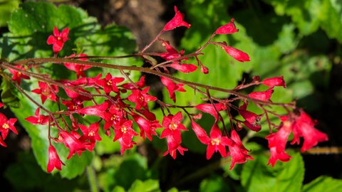 Abbildung der roten Blüten der Purpurglöckchen (Heuchera) Staude im Sonnenschein. Im Hintergrund erkennt man grüße Blätter.