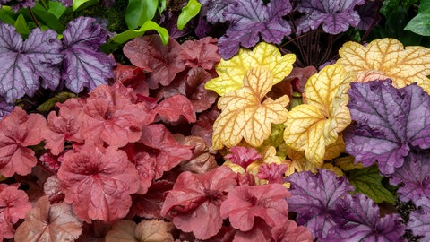 Purpurglöckchen (Heuchera) ist eine vielfältige Staude - ihre Blätter sind die wahren Hingucker. Hier sind verschiedenfarbige Blätter der Pflanze nebeneinander zu sehen.