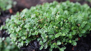 Statt Rasen Alternative Kleinstaude Fliederpolster (hier im Bild zu sehen)