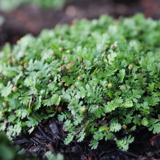 Statt Rasen Alternative Kleinstaude Fliederpolster (hier im Bild zu sehen)