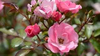 Die rosafarbene Rose mit dem Namen "Schöne Dortmunderin".