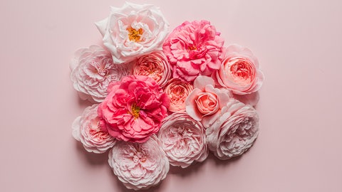 Verschiedene rosafarbe Rosen auf rosa Hintergrund.