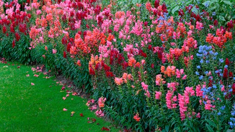 Löwenmäulchen im Garten in einem Beet pflanzen.