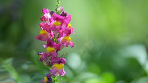 Löwenmäulchen im Garten mit dem typischen gelben Fleck auf der "Unterlippe".