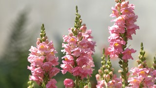 Rosane Löwenmäulchen im Garten sind leicht zu pflegen.