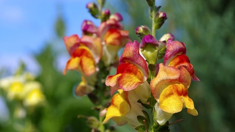 Löwenmäulchen im Garten gibt es in vielen verschiedenen Farben.