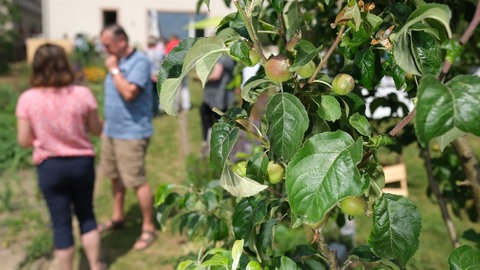Unreife Äpfel hängen am Baum: Ende Juni, Anfang Juli, wenn die Blüte vorbei ist und sich die ersten Früchte zeigen, lohnt sich ein Sommerschnitt von Apfel- und Birnbäumen.