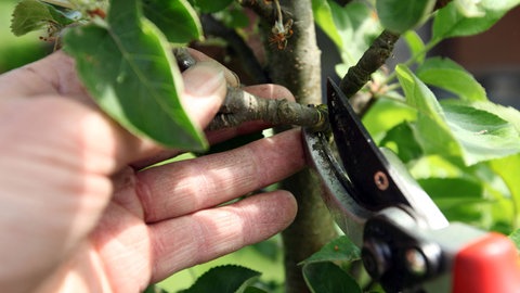 Obstbaumschnitt: Auch beim Sommerschnitt, wird der Ast an der richtigen Stelle abgeschnitten, hier an einem Apfelbaum