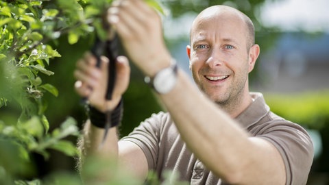 Obstbaumschnitt: Mann schneidet einen Ast an einem Apfelbaum ab