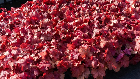 Schöne dunkelrote Purpurglöckchen, eine wunderbare Kombination zum Kaukasus-Vergissmeinnicht.