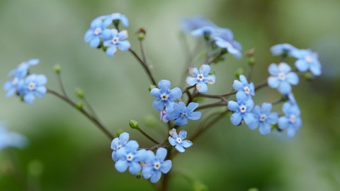 Die blaue Blüte der Staude Kaukasus-Vergissmeinnicht, Sorte Jack Frost