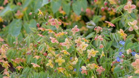 Die flaumige Elfenblume mit orangezarten Blüten ist eine schöne Kombination zum Kaukasus-Vergissmeinnicht.