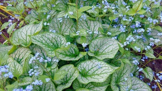 Eine Staude mit blauen Blüten und großen, silbrigen, herzförmigen Blättern blüht, das Kaukasus-Vergissmeinnicht
