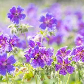 Der Storchschnabel ist gut für jeden Standort und pflegeleicht: Viele violette Blüten des Bodendeckers werden von der Sonne beschienen, auf einer von ihnen sitzt eine Biene.
