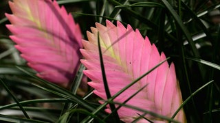 Gartentipp: Tillandsien richtig pflegen. Zwei rosa Blätter einer Tillandsie