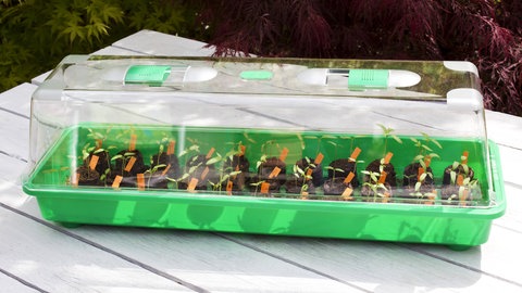 Gartentipp: Selbst Tomaten züchten.