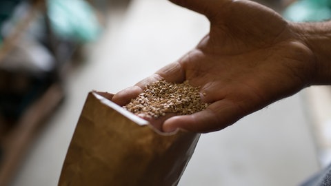 Gartentipp: Tomatensamen jetzt aussäen, wenn man im Sommer eigene Tomaten ernten will.