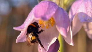 Die Pulsatilla hält Hitze und Trockenheit im Sommer gut aus. Ihre rosa Glockenblüte wird von einer Biene angeflogen.