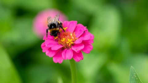 Sommerblumen: Eine Hummel sitzt auf einer blühenden Zinnie.