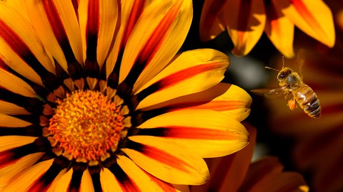 Sommerblumen: Eine blühende Gazanie mit einer Biene.