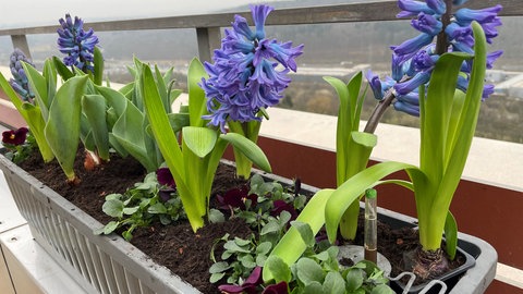 Frühlingsblumen pflanzen: Blumenkasten mit mehreren blühenden Pflanzen