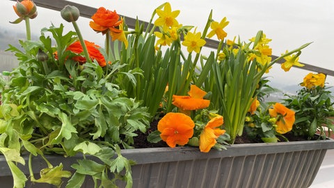 Frühlingsblumen pflanzen: Blumenkasten mit mehreren blühenden Pflanzen