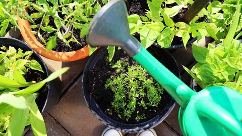 Gemüsepflanzen in einzelnen Töpfen auf einem Balkon, die mit einer Gießkanne gegossen werden.