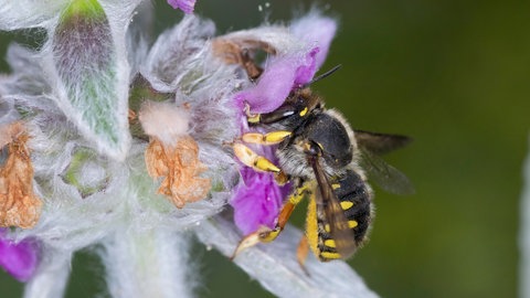 Hitzeverträgliche Pflanzen für Ihren Garten - der Wollige Ziest oder Woll-Ziest