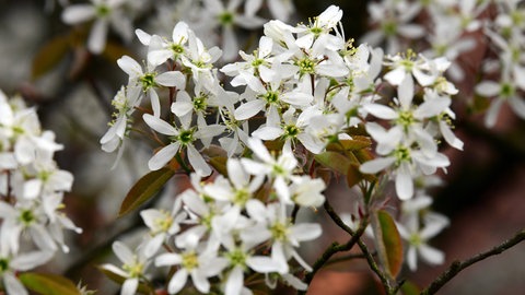 Der Zierstrauch der Felsenbirne bildet schöne leuchtend-weiße Blüten aus.