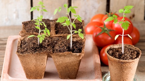 Junge Tomatenpflanzen stehen zur Auspflanzung bereit. Im Hintergrund reife Tomaten, die auf einem Holzbrett liegen.