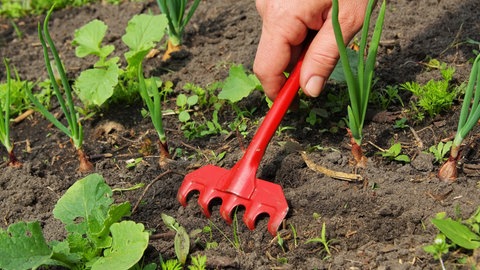 Eine Hand lockert mit einem roten Gartengerät den Boden im Beet auf.