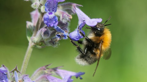 Die Blüten der Katzenminze sind insektenfreundlich. Eine Ackerhummel holt aus einer Blüte Nektar.