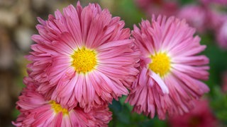 Die Blüten der Herbstchrysanthemen tragen intensive Farben.