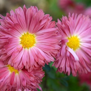 Die Blüten der Herbstchrysanthemen tragen intensive Farben.
